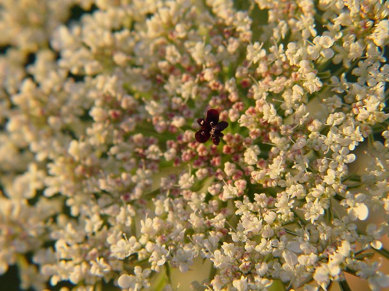 Carota selvatica (Daucus carota)